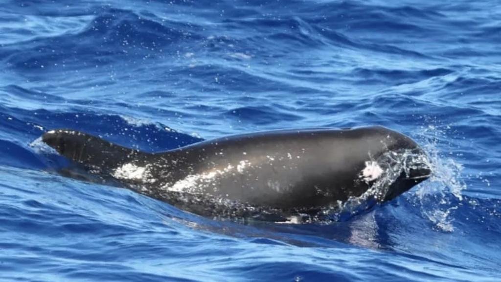 Descubren un híbrido de delfín y ballena nunca visto antes en la costa de Hawai