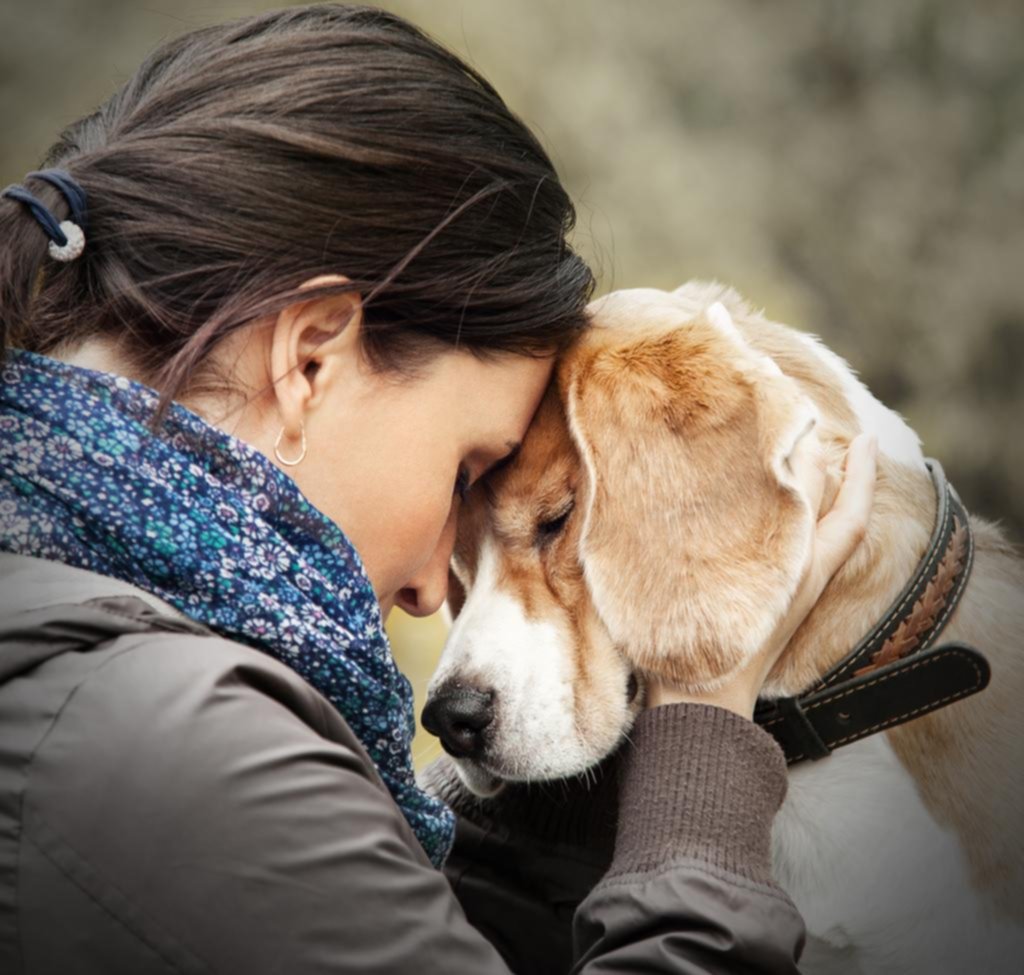 Cómo los perros dan consuelo a sus dueños cuando los ven tristes
