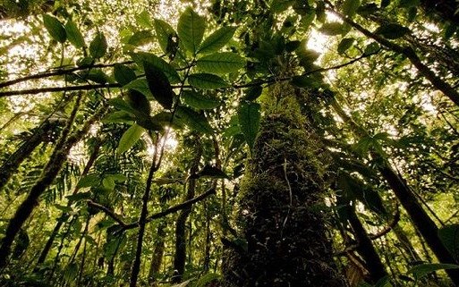 Cambio climático: aseguran que los bosques tienen menos capacidad de absorber metano 