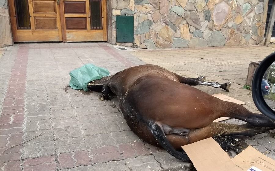 Malestar en Barrio Hipódromo por el cadáver de un equino abandonado
