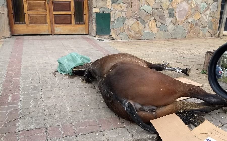 Malestar en Barrio Hipódromo por el cadáver de un equino abandonado