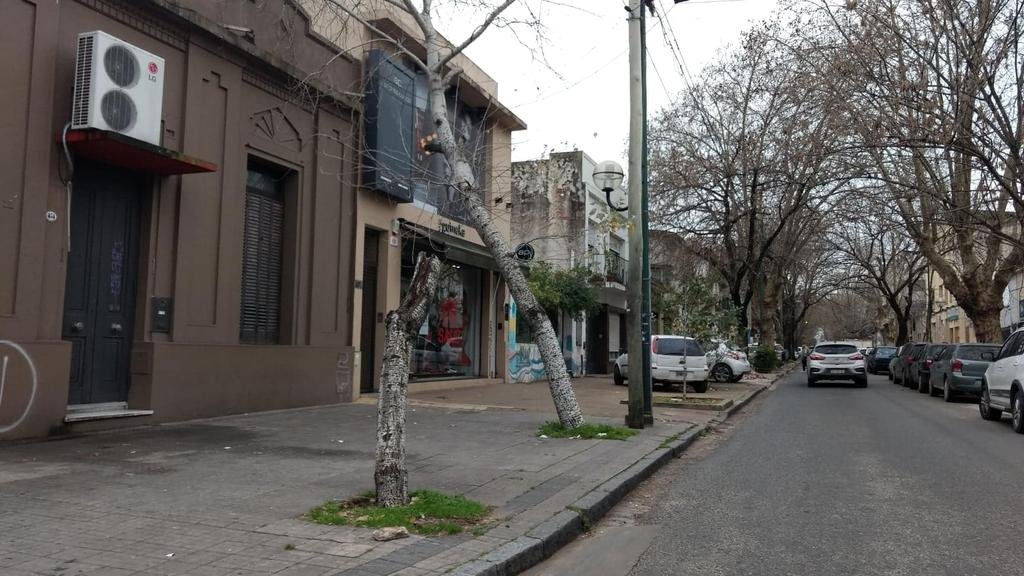 Quejas por un árbol muy inclinado en 8 casi 41