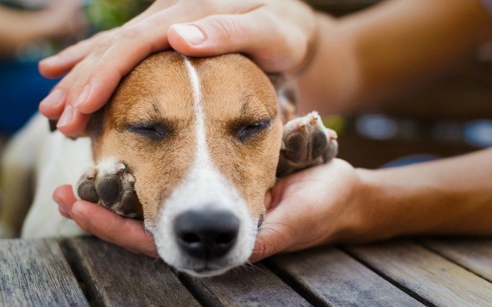 Preocupación en Los Hornos por más casos de perros envenenados