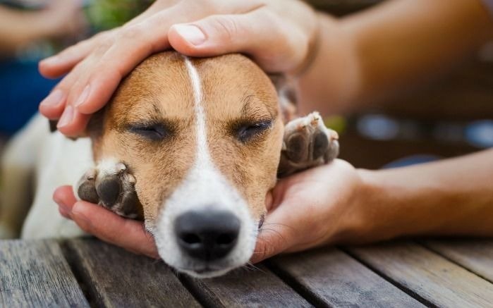 Crece preocupación en Los Hornos por nuevos casos de perros envenenados