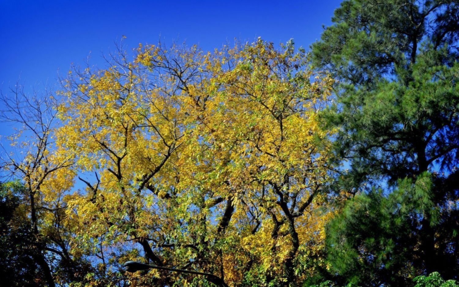 Un adelanto de primavera