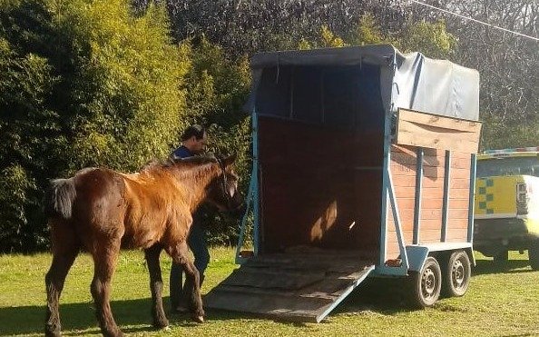  El Municipio rescató y puso a resguardo a dos caballos con signos de maltrato