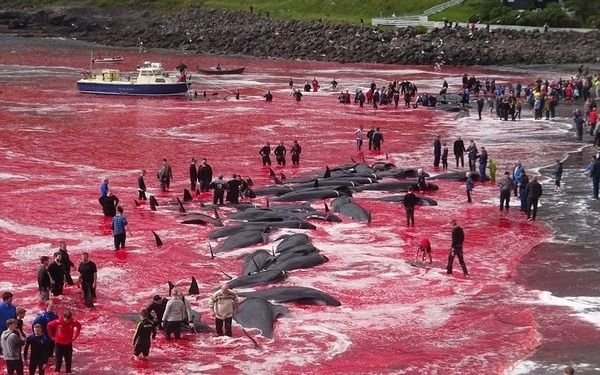 ¡Brutal! Masacraron 180 ballenas en las islas Feroe