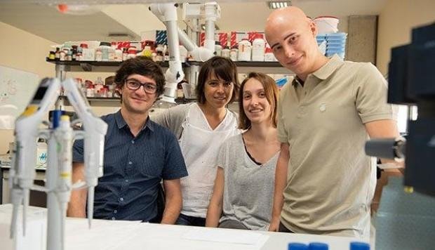 Investigadores crean un “hígado humano” a partir de células madre