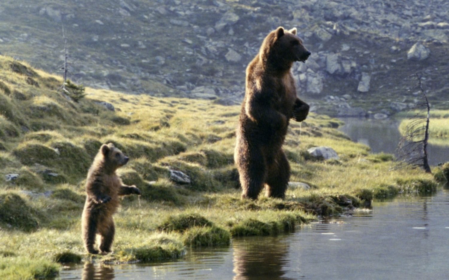 El protagonista de “El Oso” será trasladado a un mejor hogar