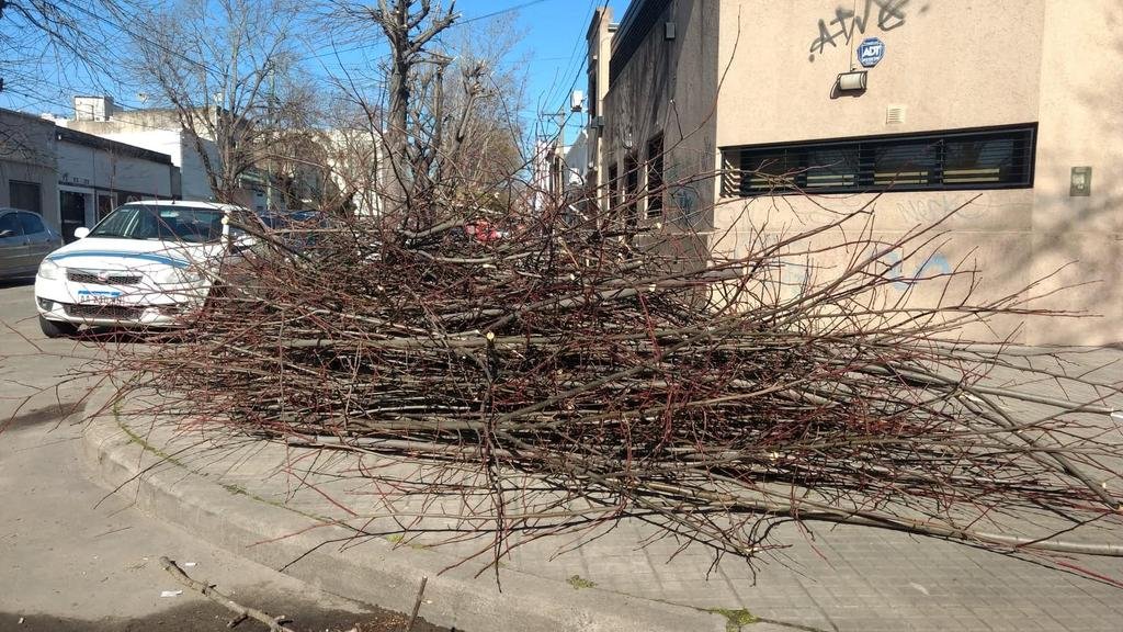 Piden por el retiro de ramas en la vereda de 67 y 116