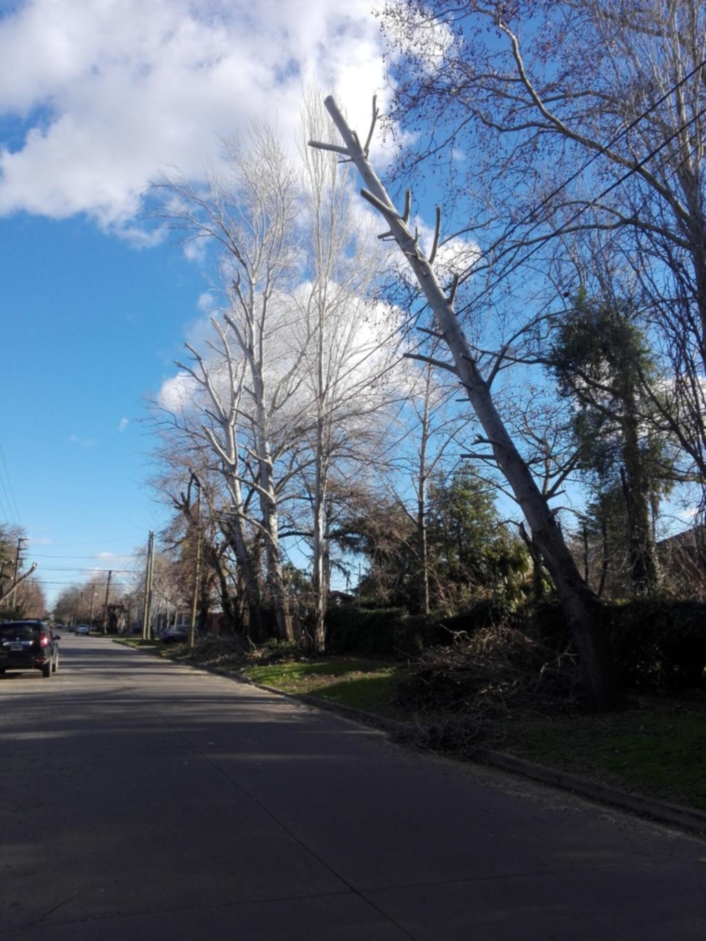 Denuncian que en City Bell podan árboles sin control y los destrozan