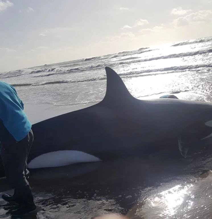 Rescatan a una orca varada en Mar de Ajó