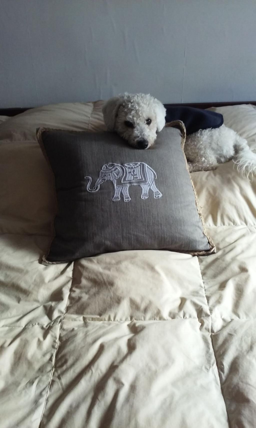 Rincón animal
