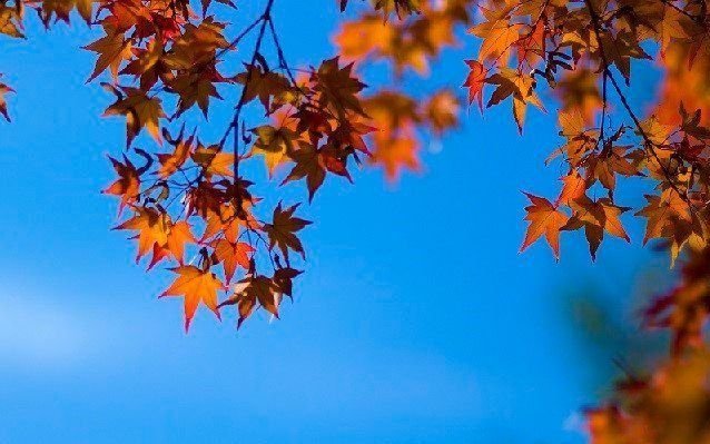Un adelanto de primavera
