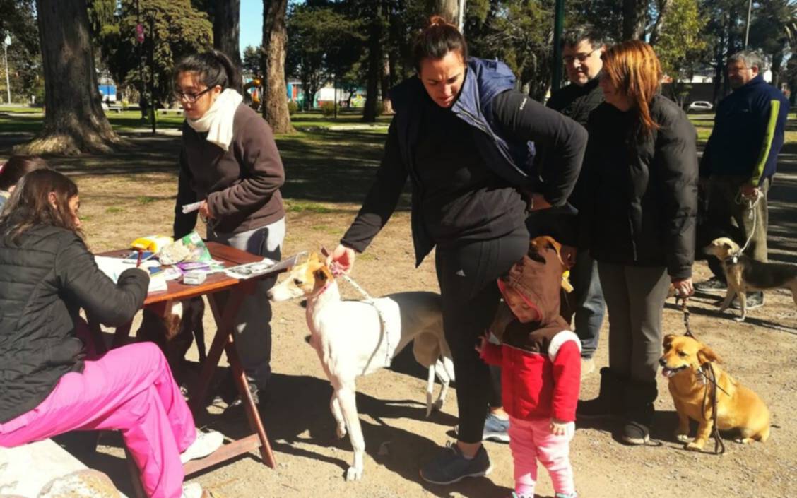 Con un gran número de perros y gatos vacunados, avanza la campaña de atención animal  