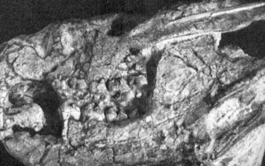 Descubren fósiles de un mamífero con 38 crías de 184 millones de años 