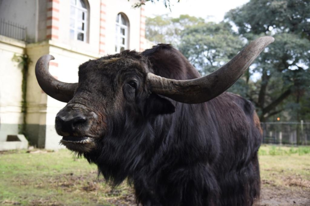 Trasladarán al yak Chicho del ex zoológico del Bosque platense a un santuario de Entre Ríos
