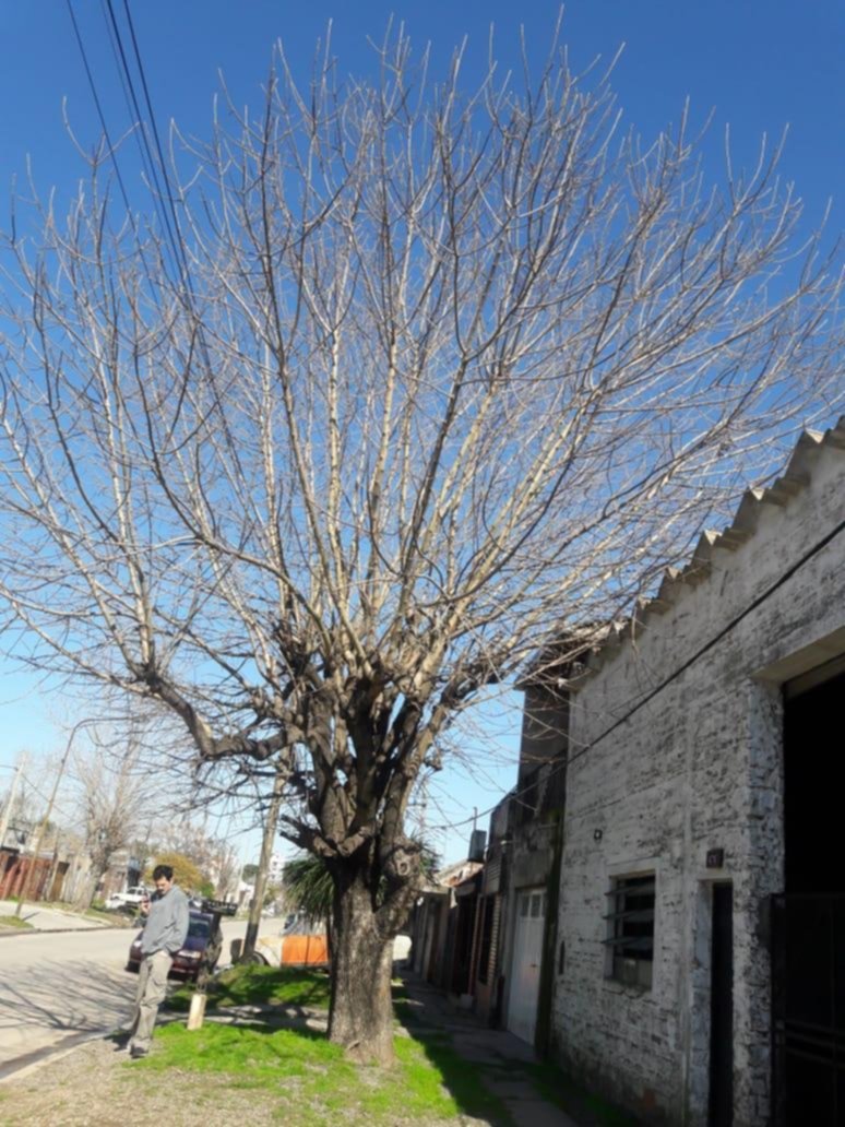 Cansada de reclamar por el estado de un árbol en Berisso