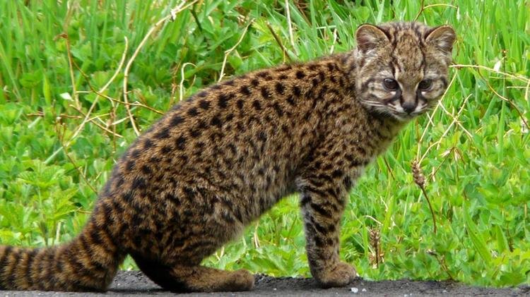 Creyeron que era una ardilla pero se trataba de un gato