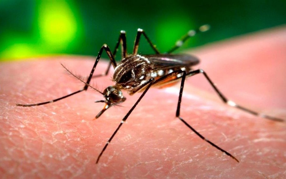 Coinciden en que aumentó la cura en dengue, rabia y chagas 