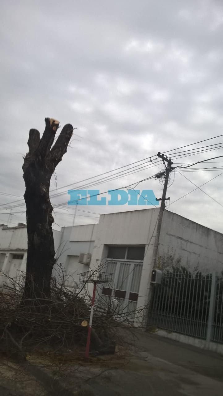Un vecino 29 y 70 preocupado porque en La Plata "se mutila a los árboles"