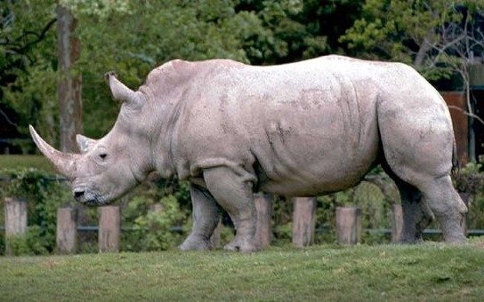 Investigadores trabajan para salvar al rinoceronte blanco de la extinción