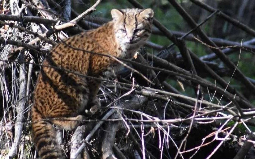 Un turista fotografió en Bariloche un ejemplar de gato güiña, el felino más pequeño de América