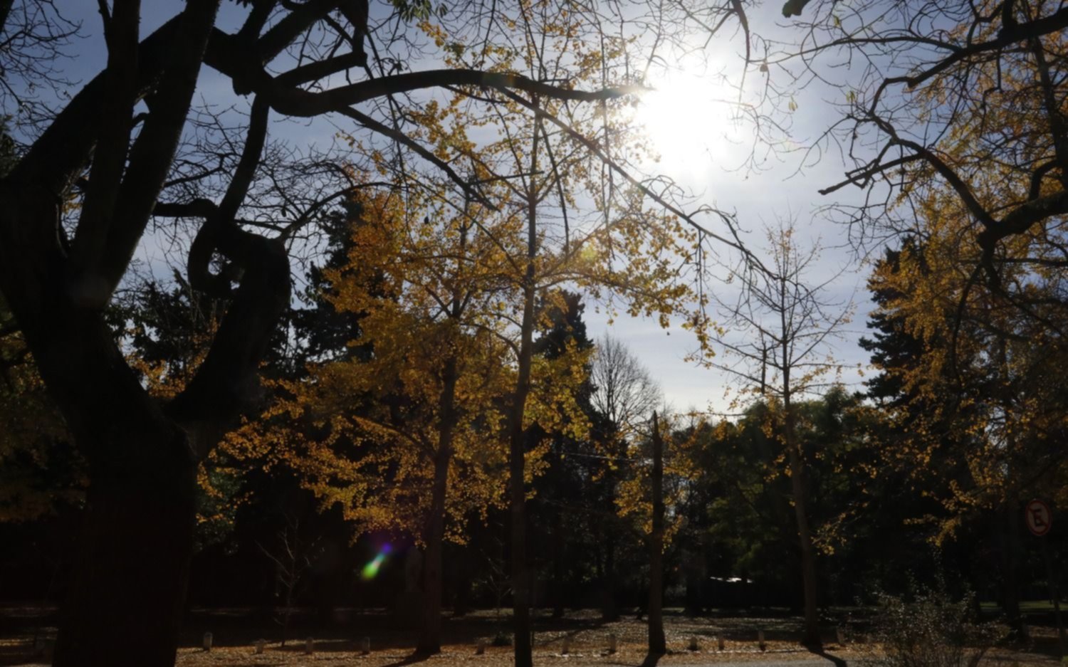 ¿Por qué el 29 de agosto se celebra el Día del Árbol?