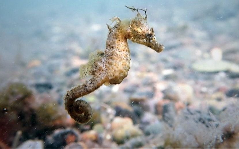 El Caballito de Mar que habita en aguas patagónicas se encuentra en peligro de extinción