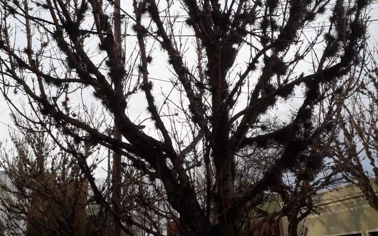 Preocupación por el "clavel del aire" que perjudica a los árboles "hasta secarlos"