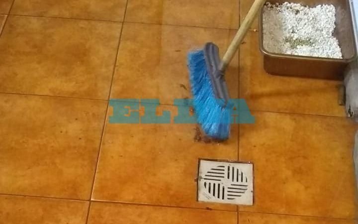El insalubre "enemigo" que acecha las casas en 122 y 80 y que ingresa por las rejillas