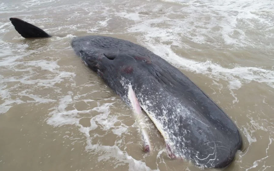 Hallan un cachalote muerto en las playas de Santa Clara del Mar