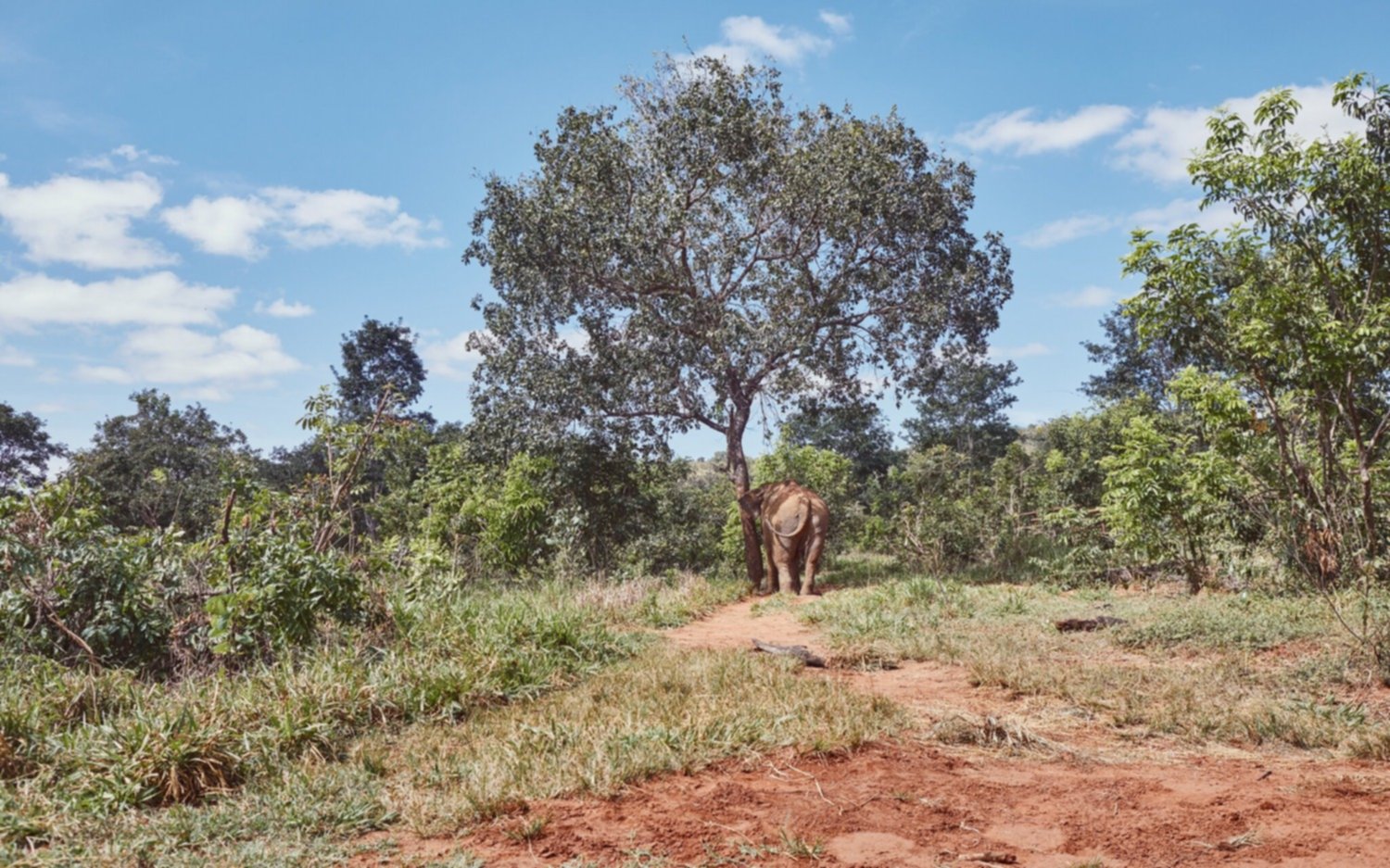 Mara, la elefante del Zoo de Buenos Aires, "rompió la cuarentena" y se fue a Brasil