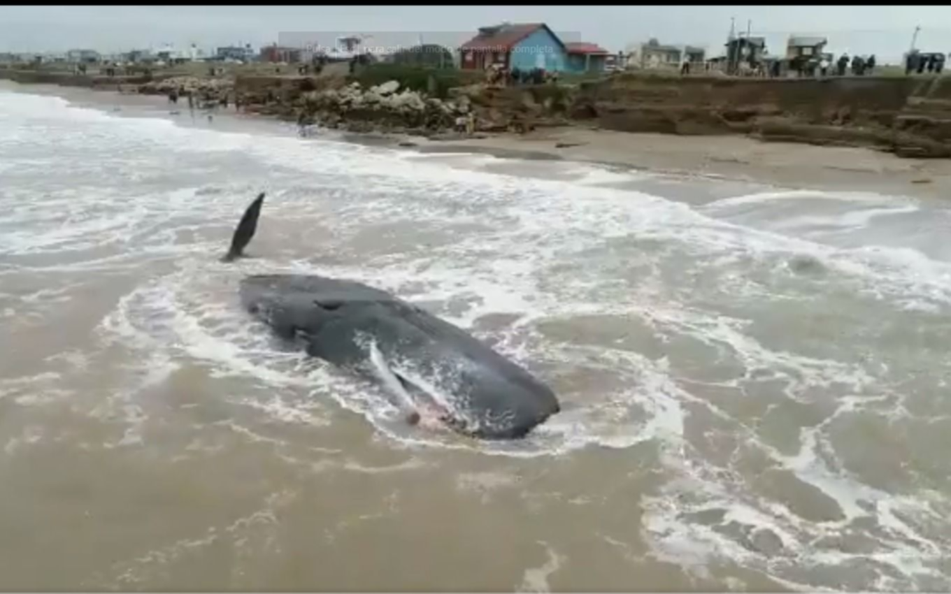 Enterrarán en la playa al cachalote que murió varado al norte de Santa Clara del Mar