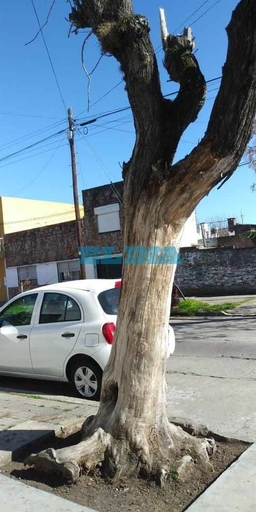 Un árbol "con riesgo de caída" genera preocupación en 57, entre 28 y 29