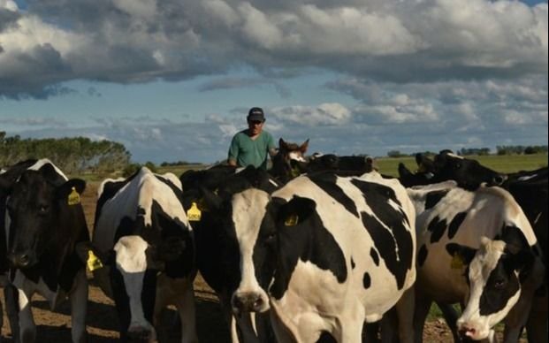 Vacas flacas: aseguran que este año la producción de leche será la más baja de la década