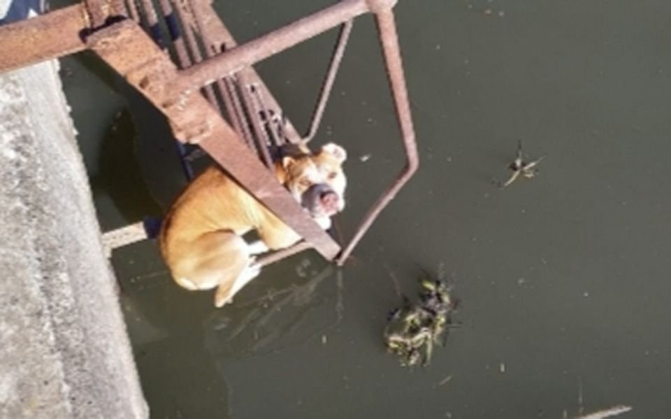 Emotivo rescate de un perro atrapado en el Canal Génova de Berisso