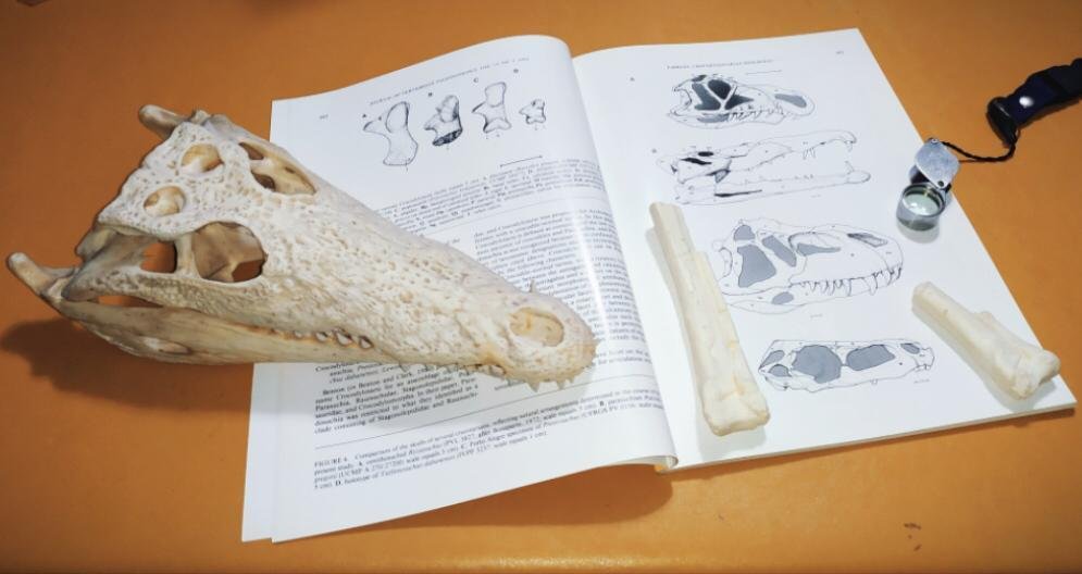 En La Plata estudian cómo evolucionaron los antecesores de dinosaurios