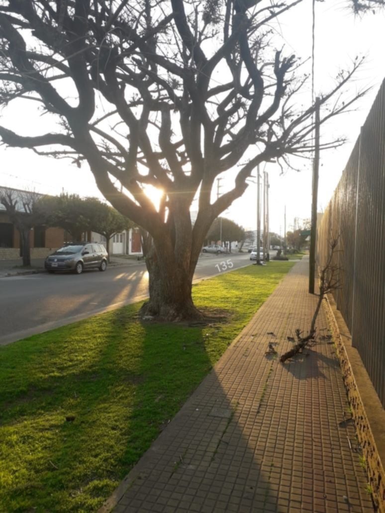 En un barrio platense preocupa el estado de los árboles secos