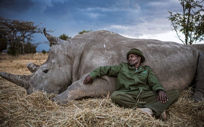 Imperdible: las fotos de los últimos rinocerontes blancos del norte que existen en el planeta