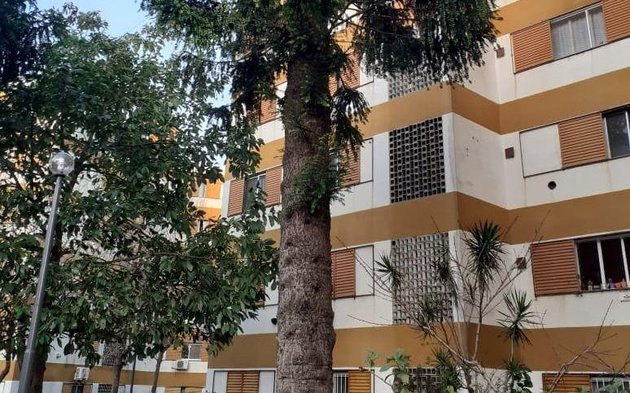 Denuncian otra poda ilegal, ahora en las Torres de Villa Elisa