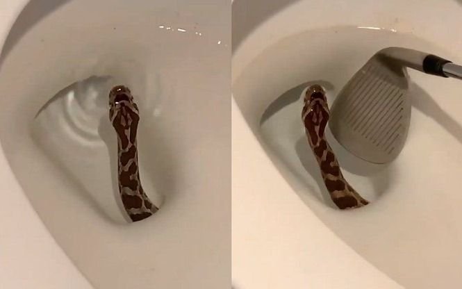 Fue al baño y le salió una serpiente del inodoro