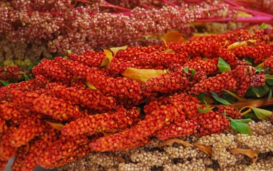 Preocupa la diversidad alimenticia: el 75% de lo que comemos proviene de solo 12 plantas y 5 especies de animales