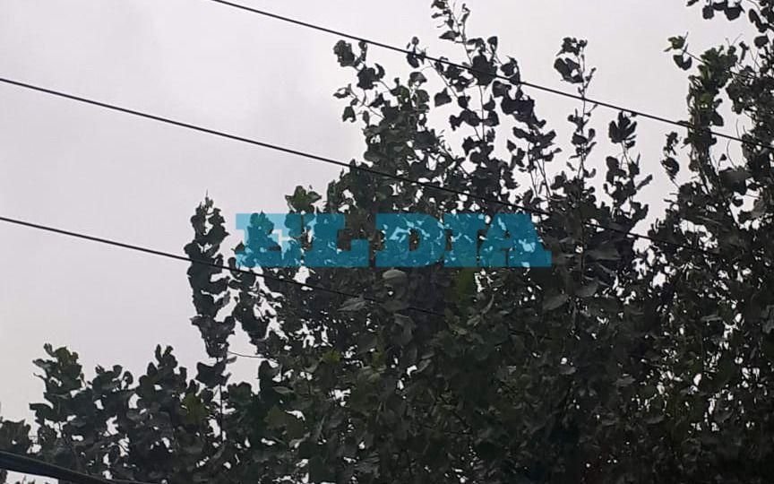 En Ensenada, reclaman la poda de un árbol que afecta al tendido eléctrico