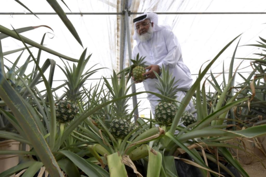 Dubai desarrolla una “revolución agrícola” en medio del desierto