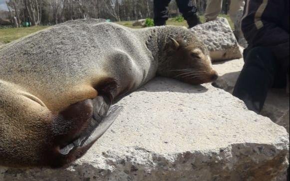 Como en Mardel, pero en Punta Lara: un lobo marino descansando en la playa