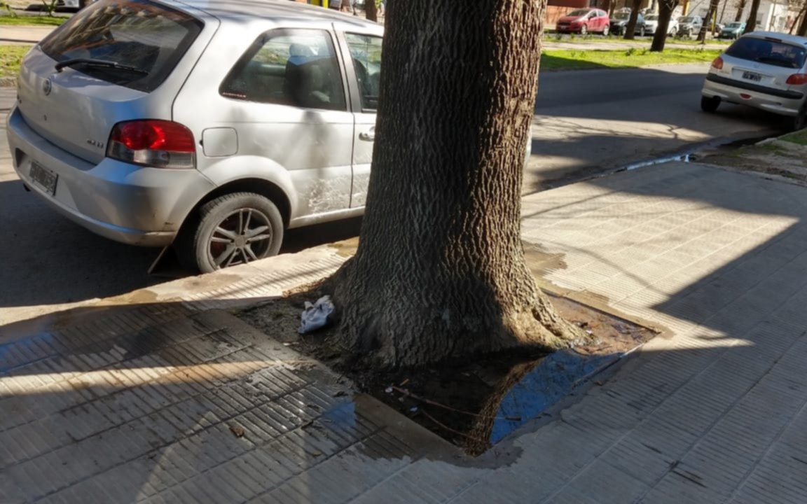 Una pérdida de agua pone en jaque la cuadra de 13, entre 63 y 64: "nos preocupa el árbol"