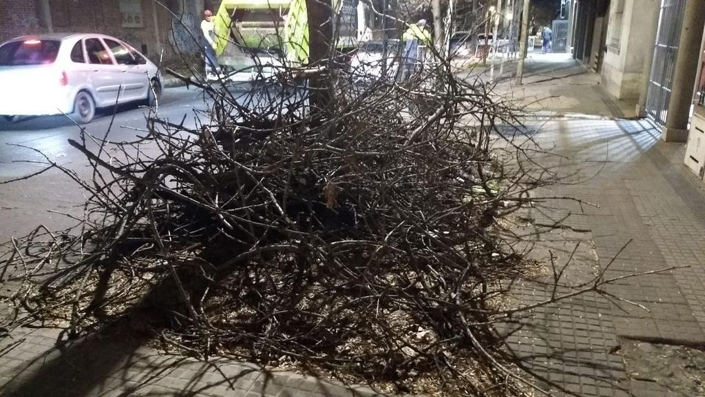 Podaron un árbol y nunca retiraron los residuos
