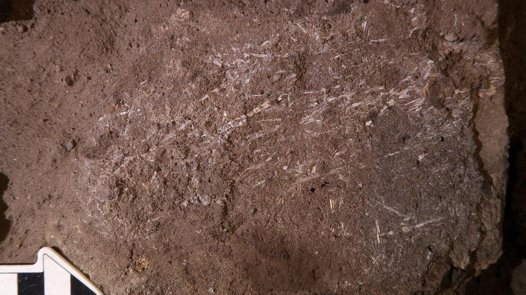 El viejo sommier: hallan una cama de hace 200 mil años hecha con hierbas y cenizas