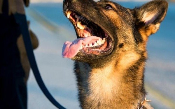 Una vez más, los perros al servicio: trabajan junto a la policía de Dubai para detectar Covid 